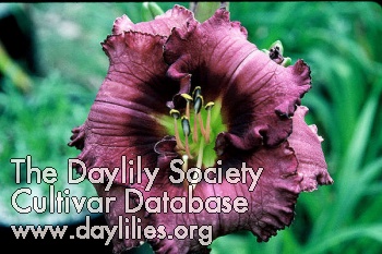 Daylily Crushed Cranberry Lace